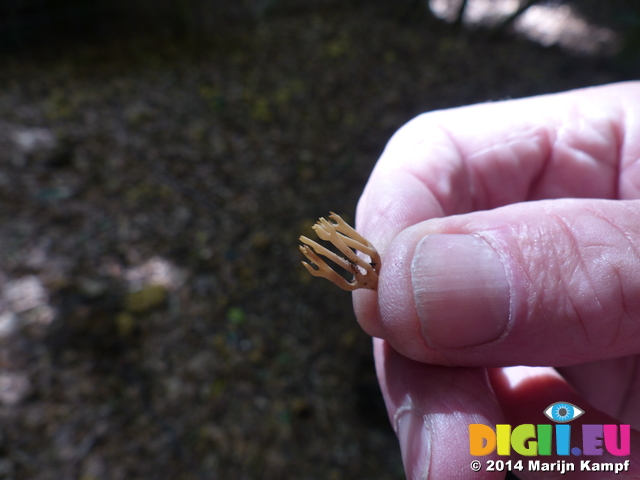 FZ008569 Hans holding Strict-branch coral fungus (Ramaria stricta)